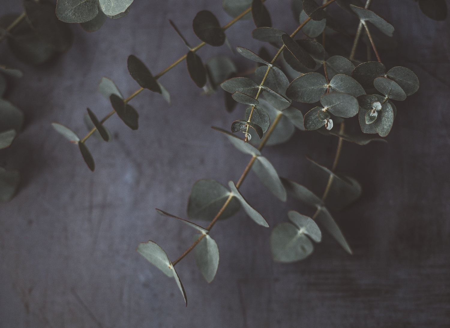 /de/blogs/magazine/scents-of-sleep-eucalyptus