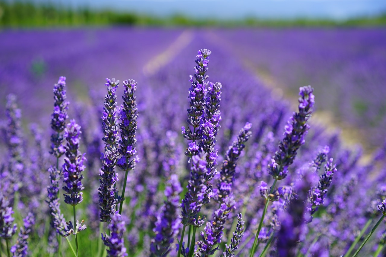 Scents to fall asleep to: Lavender