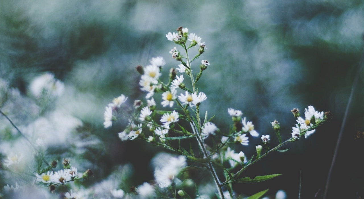 Scents to fall asleep to Chamomile